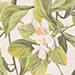 Cream/Green