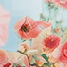 Blue/Rosé