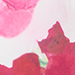 Cream/Rosé