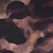 Apricot/Black