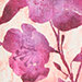 Cream/Dark Pink